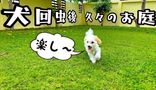 犬回虫から復帰後、初お庭遊びをした生後5ヶ月のトイプードルに癒やされた！