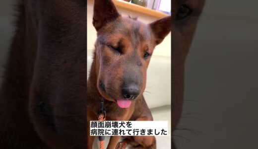 顔面崩壊犬を動物病院に連れて行った結果…