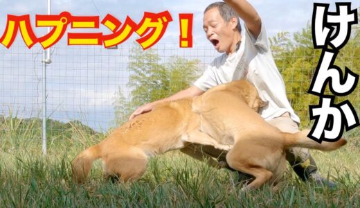 【撮影中事故】保護犬が喧嘩！　予想外の展開に、、、