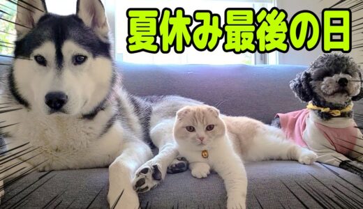 夏休みが終わっていっそう人間味が増した貧乏世帯の猫と犬…