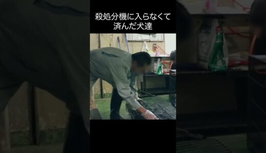 殺処分機に入らなくて済んだ犬達