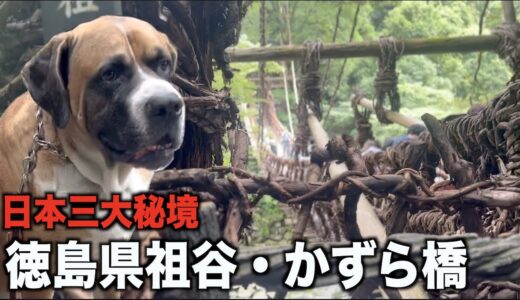 でかい犬連れてカズラ橋渡れるわけがないw【日本三大秘境】