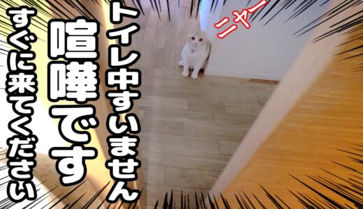 トイレの前で猫がニャーニャー騒いでるのでついて行ってみると大変な事が...