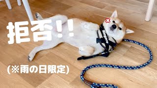 雨の日のみ拒否柴が発動する犬がある意味賢い