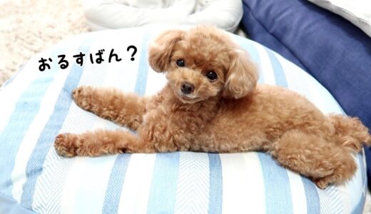 帰宅したパパとママへの対応が違いすぎる犬ｗ【トイプードルのコロン】