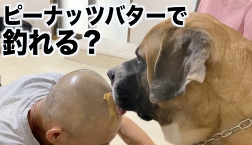 爪切りが嫌な犬の気持ちをそらしてみよう！