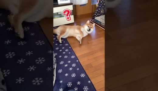 自衛隊犬に起床ラッパドッキリ#shorts #tiktok #柴犬