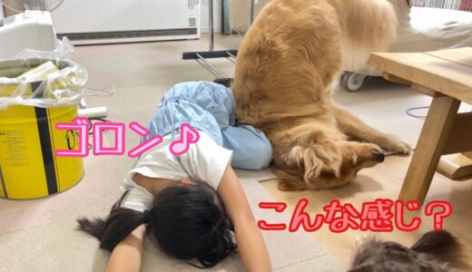 寝転がる娘のマネを見事にこなす大型犬クッキー【ゴールデンレトリバーとミニチュアダックスフンド】