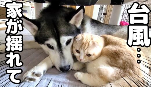 台風で家が揺れ怖くて犬と猫が一緒にこたつ下に避難しちゃいました…