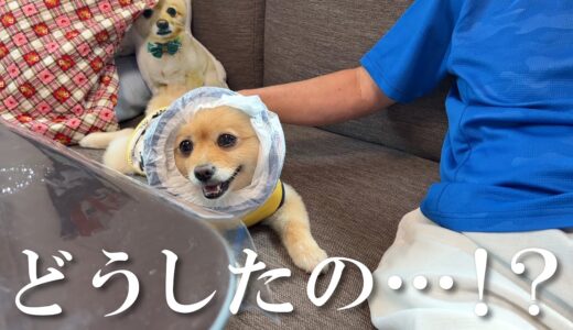 【悲報】親戚のおじさんに犬用おむつの使い方を間違われてしまったポメくん…