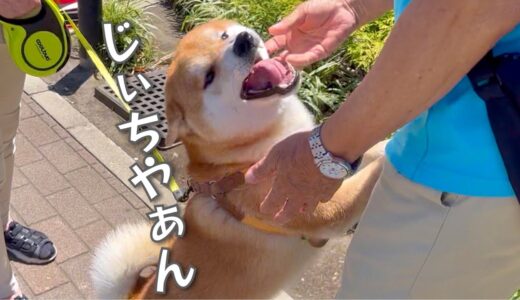 孫犬が爺ちゃん、婆ちゃんに何かを伝えようとお喋りが止まらない