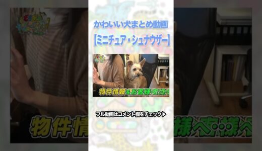 【ちょい見せ】かわいい犬まとめ動画：ミニチュア・シュナウザー🐶　#shorts