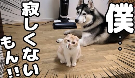 夜中にこっそり帰宅すると寂しくてハスキー犬と子猫がこうなってました...汗