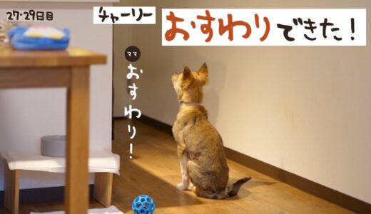 牧場に捨てられてた犬との生活27日目おすわりできました！