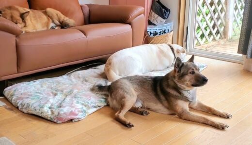 飼い主さんに、放棄された犬を保護する事にしました🐺😌