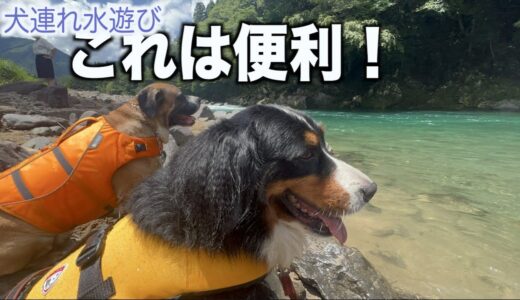 犬連れ水遊び！これは揃えておこう！【道具準備】