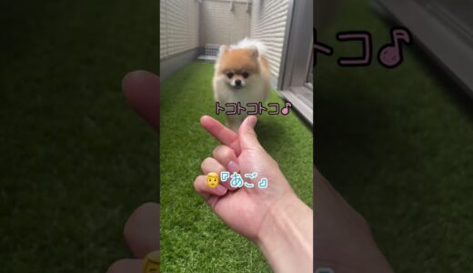 あごのせ大使✨#pomeranian #ポメラニアン #きなこ #小型犬 #dog #कुत्ता #विभिन्न #shorts #芸 #あごのせ