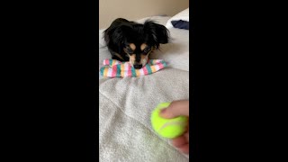 他人の物が羨ましくなっちゃう犬