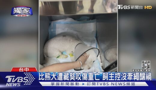 #獨家 比熊犬遭藏獒咬傷重亡 飼主控沒牽繩釀禍｜TVBS新聞