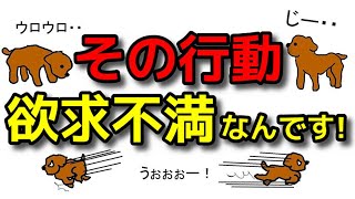 【犬 しつけ 噛み癖】欲求不満な犬が起こす行動!!遠藤エマチャンネル【犬のしつけ＠横浜】