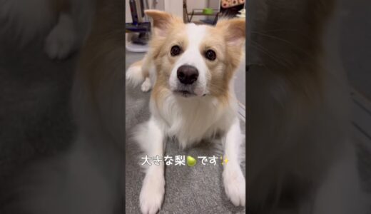 我慢できずに少しキレ気味に話しかけてくる犬が人間味がありすぎるw【ボーダーコリー】