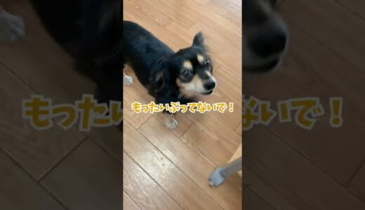 犬語を理解できます。通訳の依頼は概要欄まで→