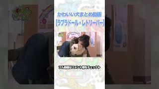 【ちょい見せ】かわいい犬まとめ動画：ラブラドール・レトリーバー🐶　#shorts