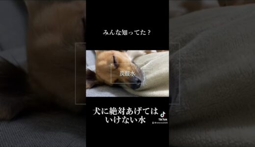 身近にあるこんな水、犬に絶対あげてはいけない #shorts