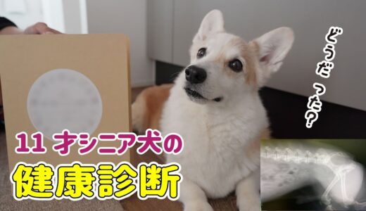 足の震えが気になるシニア犬の健康診断に行ってきました