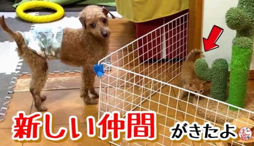 【子犬　子猫　保護犬】リビングに新しい仲間が来ました