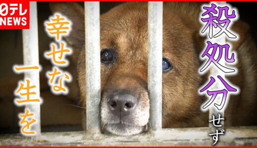 【殺処分】年間1500頭以上… 犬猫の命を守るためにできること　愛媛　NNNセレクション