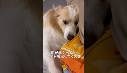 眠くなると手を繋いで欲しくなる犬【ボーダーコリー】