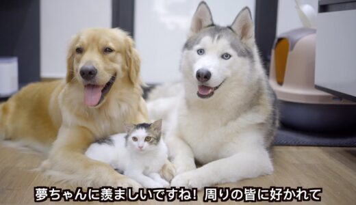 子猫の世話を奪い合うゴールデンレトリバーとハスキー犬！たくさん親がいる子猫の生活がこちらです。