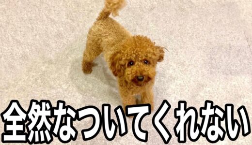 愛情を注いでも飼い主に懐かなかった犬。【トイプードル】