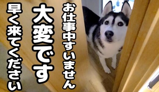 ハスキー犬がクンクン騒いでるのでついて行ってみると大変な事が...