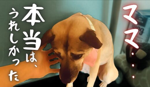 【保護犬】嬉しくてもトラウマで拒む・・それでも健気にシッポを、、涙