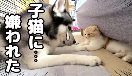 最愛の子猫に嫌われたと思い必死になるハスキー犬達がこちら...