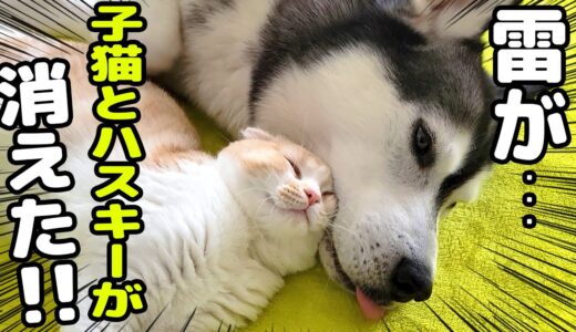 家の近くに雷が落ち猫とハスキー犬がいなくなりました…