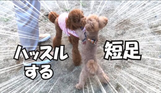 旅先のドッグランで張り切る短足犬とヘタレ犬