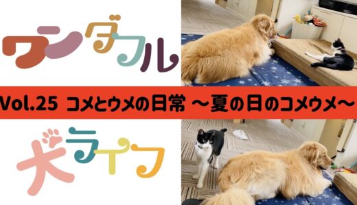 ワンダフル犬ライフ　〜Vol.24 コメとウメの日常　夏の日のコメウメ〜