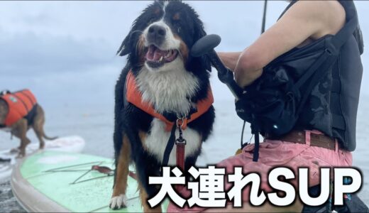 初めての犬連れSUPが楽しすぎた！