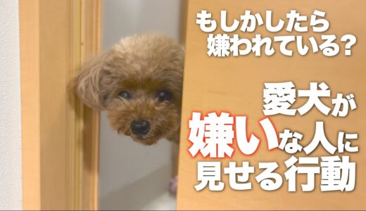 犬が嫌な気持ちを伝える仕草　嫌いな人に見せる行動