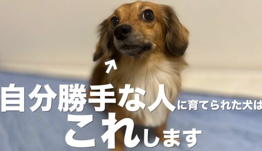 自分勝手な人に育てられた犬はこの行動をします。