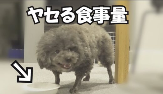 減量に成功した犬が食べていた1日の食事量がこちら