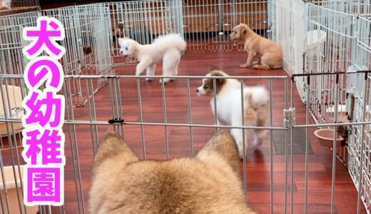 【犬の幼稚園】野犬抜きをするために犬の幼稚園に入れたらだんだん本性をあらわし始めた仔犬🐶🐾