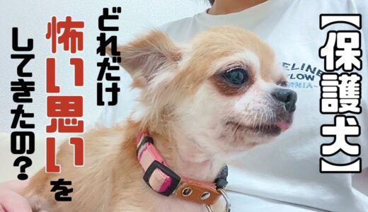 悲しそうな瞳の元繁殖犬　見ていると胸がギューッと締め付けられる・・「vol 236」