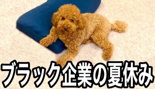 犬と暮らすブラック企業の夏休み。