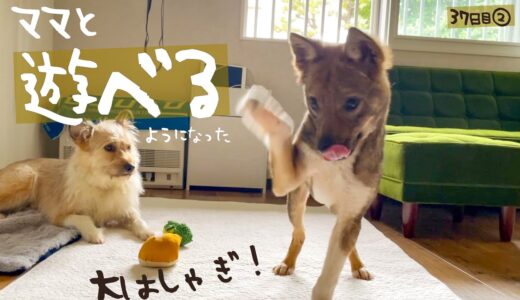 牧場に捨てられてた犬との生活37日目②チャーリーが遊べるようになった！！