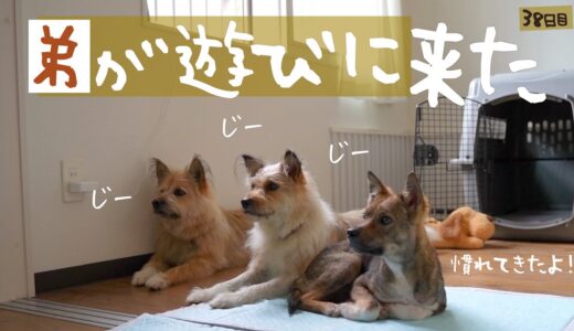 牧場に捨てられてた犬との生活38日目 久々！弟に会います