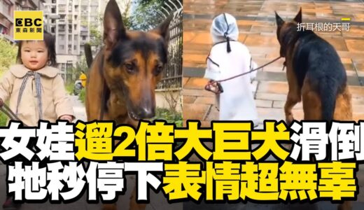 女娃遛2倍大巨犬滑倒！牠秒停下表情超無辜@東森新聞 CH51